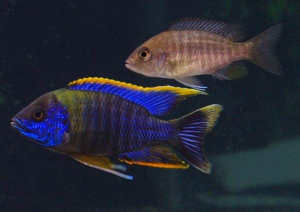 sunburst peacock cichlid female