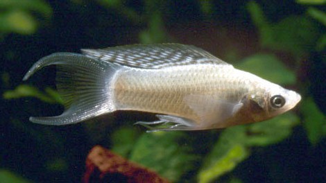 Mollies, Platies, & Cichlid: Seachem Medication Metronidazole | The ...